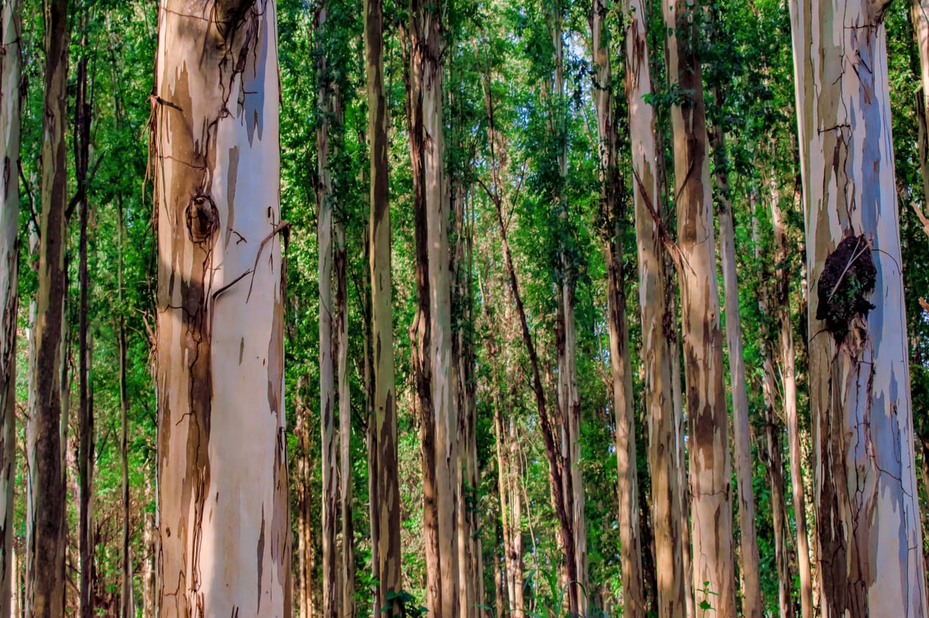 Área de floresta plantada de eucalipto em fileiras