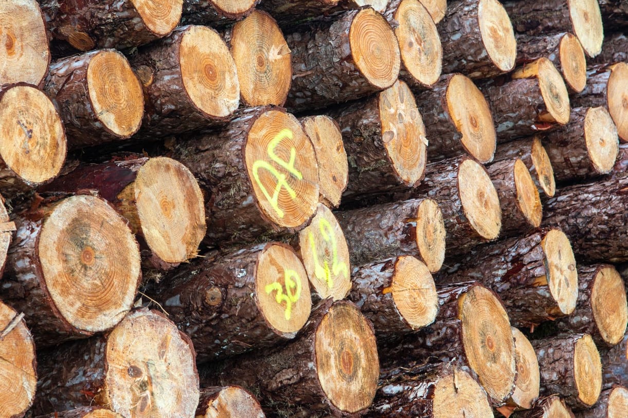 Pilha de toras de madeira em pátio florestal